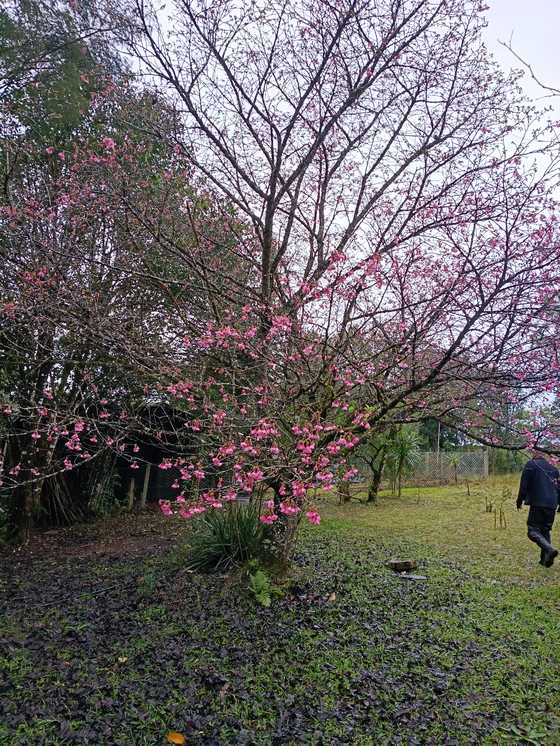 cerejeira em flor